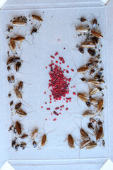 cockroach bait lured many big and small cockroaches into the sticky trap, insect control at home, many cockroaches caught in the sticky trap