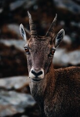 Obraz premium Vertical selective focus of a juvenile Alpine ibex (Capra ibex) on a rock