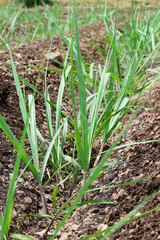 Organic sugarcane farming, Small sugarcane plants in the Field, sugar farming in India