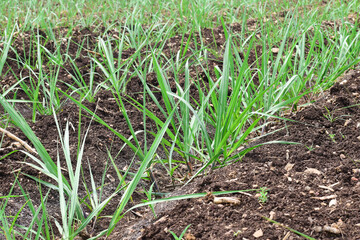 Organic sugarcane farming, Small sugarcane plants in the Field, sugar farming in India