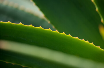 Aloe speciosa aka tilt-head aloe succulent leaves with red edges, natural macro floral background