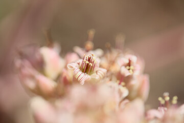 Small yellowish-pink and white flowers of succulent plant Kalanchoe beharensis, elephant ear Kalanchoe