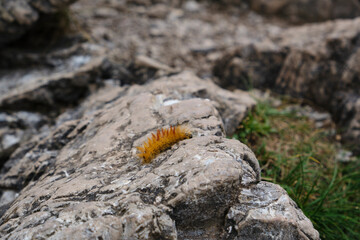 caterpillar on a leaf
