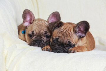 Two cute french bulldog puppies