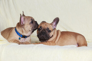 Two cute french bulldog puppies