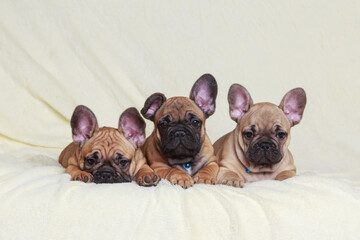 Three French Bulldog puppies