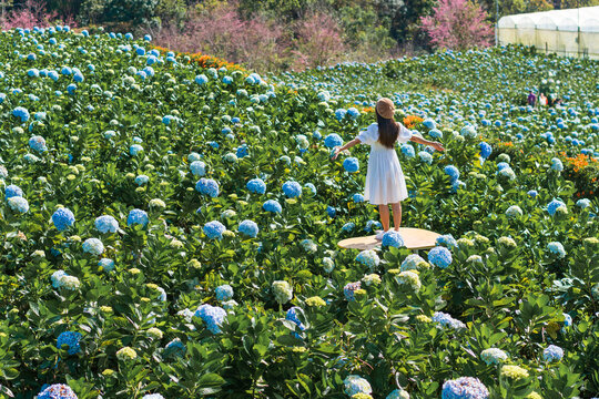 Young Asian woman traveler enjoying and walking in a hydrangea garden in Dalat, Vietnam, Travel lifestyle concept