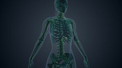 The female body lymphatic system