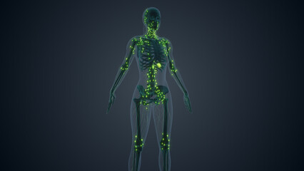 The female body lymphatic system