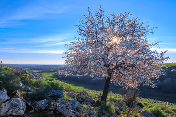 SPRINGTIME. Alta Murgia National Park: wild almond tree in bloom at dawn in Apulia, Italy.