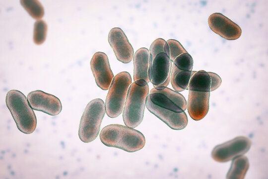 Prevotella bacteria, 3D illustration. Gram-negative anaerobic bacteria, cause anaerobic infections of respiratory tract and other location
