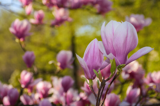 pink magnolia blossom closeup. floral background in the park