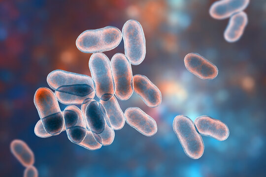 Prevotella bacteria, 3D illustration. Gram-negative anaerobic bacteria, cause anaerobic infections of respiratory tract and other location