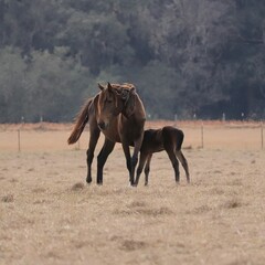 Obraz premium Wild Horses at Paynes Prairie Preserve State Park Micanopy Gainesville