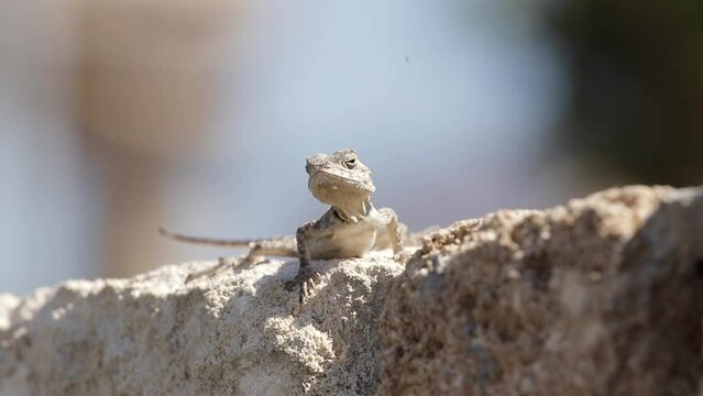 Kleiner Gecko der auf einer Mauer Ameisen frisst