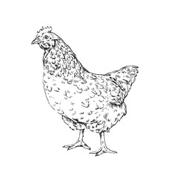 Chicken. Vector illustration in sketch style.