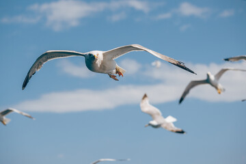 A Flock Of Seagulls