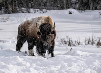 bison in snow