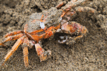 cangrejo en la playa que estaba escondido sale envuelto de arena 
