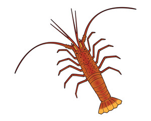 Spiny lobster or Rock lobster drawing in vector
