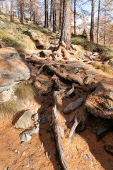 Vertical shot of the superficial roots of a pine tree in the mountain forest in the daytime