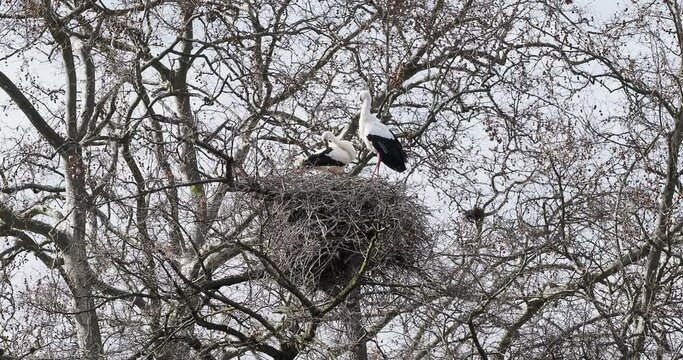 (Ciconia ciconia) Paar Wei&szlig;st&ouml;rche oder Klapperst&ouml;rche in ihrem Nest
