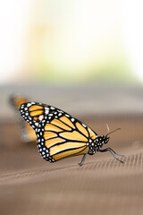 Monarch butterflies (Danaus plexippus) newly emerged from their chrysalis in west central Florida