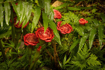 Tropical red flowers