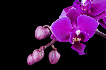 Fototapeta na wymiar Orchid flowers on a black background.