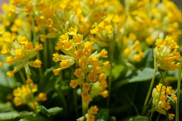 Spring primrose , or Primrose officinalis , or real primrose , or spring primrose ( lat. Primula veris ) 