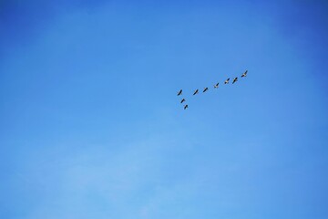 Low-angle shot of a flock of birds flying against the blue sky