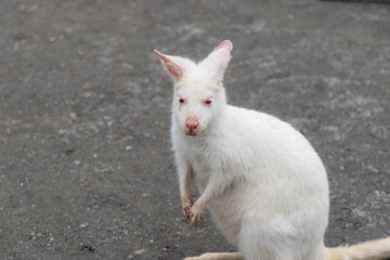 Kangaroo with albinism at zoo park