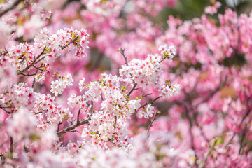 Blossoming sakura trees in full splendor