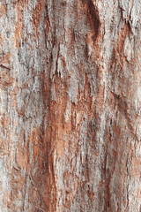 Closeup textures of Casuarina equisetifolia bark, a deciduous tree with reddish-brown to gray bark that is brittle and peels.