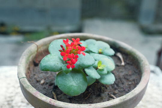 A potted kalanchoe (Kalanchoe scapigera) houseplant with bouquet of small red flowers. Kalanchoe plants are classified as Succulents.