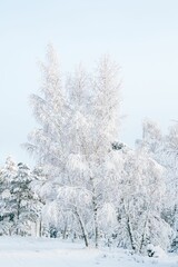 Winter fairytale with tall evergreen snow-capped trees in the forest of Curonian Spit, Lithuania