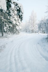 Winter fairytale with tall evergreen snow-capped trees in the forest of Curonian Spit, Lithuania