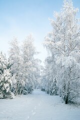 Winter fairytale with tall evergreen snow-capped trees in the forest of Curonian Spit, Lithuania