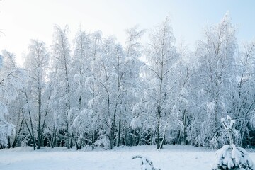 Winter fairytale with tall evergreen snow-capped trees in the forest of Curonian Spit, Lithuania