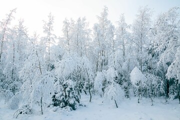 Winter fairytale with tall evergreen snow-capped trees in the forest of Curonian Spit, Lithuania