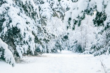 Winter fairytale with tall evergreen snow-capped trees in the forest of Curonian Spit, Lithuania