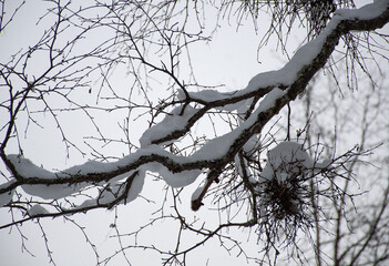 branches of a tree in winter