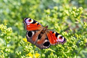 Colorful butterfly Peacock sits on a flower with spreading wings. Yellow-green summer sunny background with copy space
