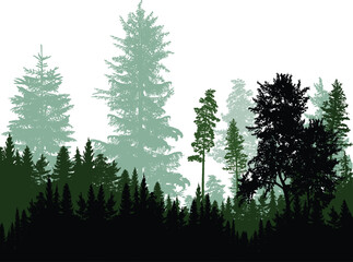 thin pines and firs green forest on white