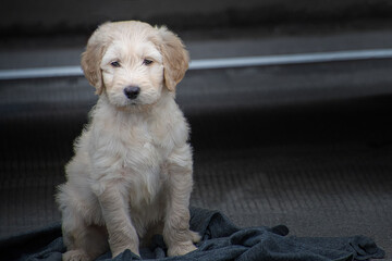 2019-02-02 SMALL DOODLE PUPPY SITTING ON A BLANKET WITH NICE EYES
