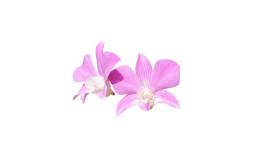 Fototapeta na wymiar Close-up of pair beautiful Pink orchid isolated on white background.