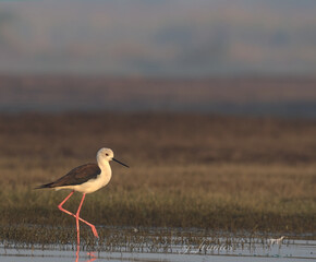 Black winged stilt near a lake