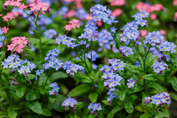 Forget-me-not ( lat. Myosotis) or mouse ears is a genus of herbaceous plants of the Borage family