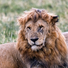 Obraz na płótnie Canvas Adult male lion, panthera leo, sits out the rain in the Masai Mara, Kenya. Heavy downpours are often a time to hunt, as the noise makes it easier for a lion to approach prey without being noticed