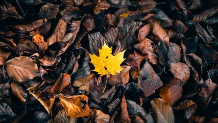 autumn leaves in the forest